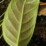 Spatholobus multiflorus Hoja