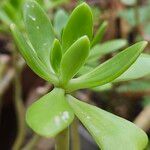 Sedum dendroideum Foglia