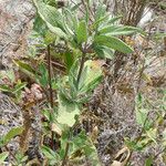 Lepechinia ganderi Habit