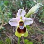 Ophrys tenthredinifera Цвят
