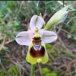 Ophrys tenthredinifera Fiore