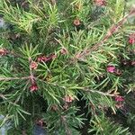 Grevillea rosmarinifolia Leaf