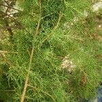 Tamarix ramosissima Облик