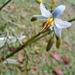 Dianella ensifolia Flor