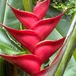 Heliconia caribaea Кветка