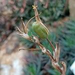 Aloe humilis ഫലം