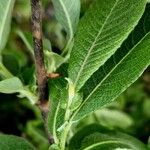 Salix appendiculata 葉