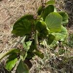 Bergenia crassifoliaЛіст