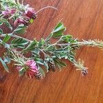 Indigofera schimperi 花