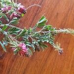 Indigofera schimperi Квітка