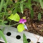 Lathyrus hirsutus Flower