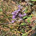 Limonium vulgare花