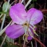 Rhexia virginica Fleur
