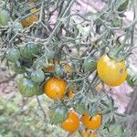 Solanum pimpinellifolium Frukt