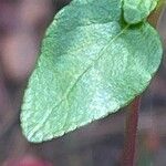 Salvia microphylla Leaf