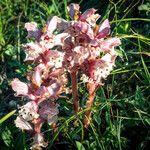 Orobanche alba Blüte