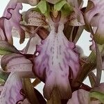 Himantoglossum robertianum Цвят