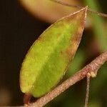 Evolvulus convolvuloides Hoja