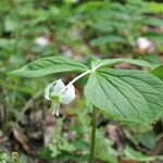 Trillium flexipes Habitus