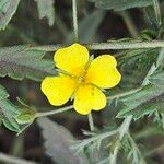 Potentilla erectaFlor