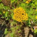 Tanacetum vulgareFlower