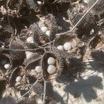 Caesalpinia bonduc Fruit