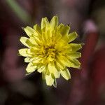 Microseris heterocarpa ᱵᱟᱦᱟ