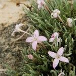 Houstonia rubra 整株植物