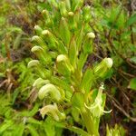 Lobelia stricta Kvet