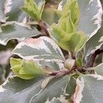 Pittosporum tenuifolium Leaf