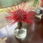 Leucospermum cordifoliumFlower