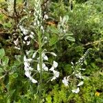 Veronica gentianoides Flower