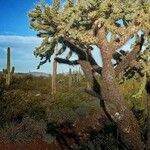 Cylindropuntia fulgida Folha