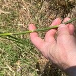 Equisetum laevigatum পাতা