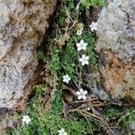 Arenaria balearica Цвят