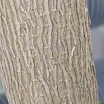 Castanospermum australe Coajă