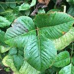 Toxicodendron rydbergii Leaf