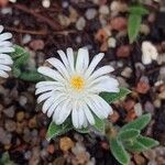 Delosperma echinatum Flower