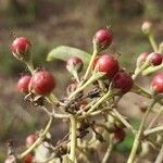 Psorospermum febrifugum Frucht
