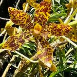 Grammatophyllum speciosum Žiedas