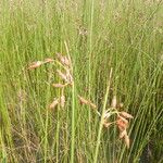 Schoenoplectus litoralis Flower