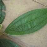 Miconia tschudyoides Leaf