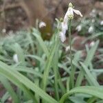 Galanthus nivalis Flower