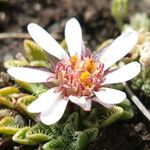 Werneria pectinata Květ
