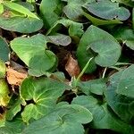 Asarum cardiophyllum Лист