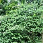 Inga marginata Habit