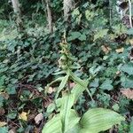 Epipactis helleborineFlower