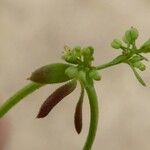 Galium parisiense Blad