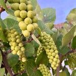 Coccoloba uvifera Fruto