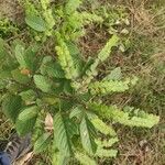 Phyllodium pulchellum Leaf